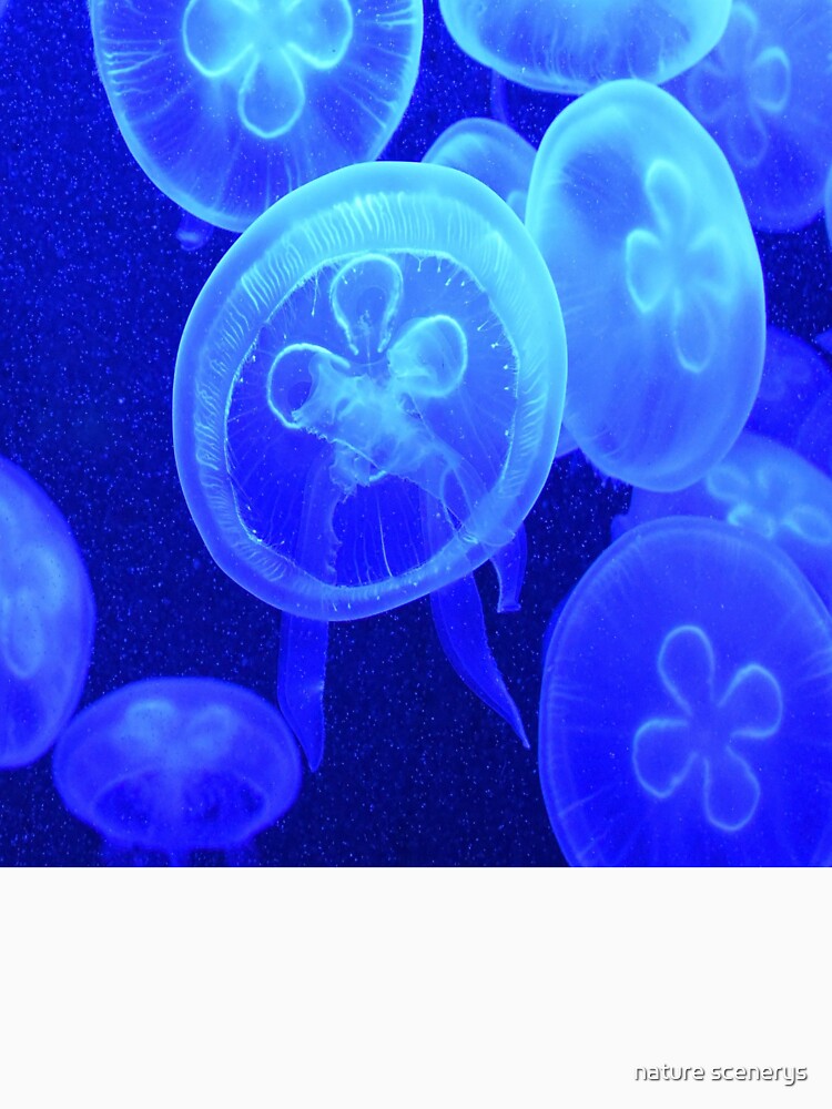 stinger jellyfish by nature scenerys