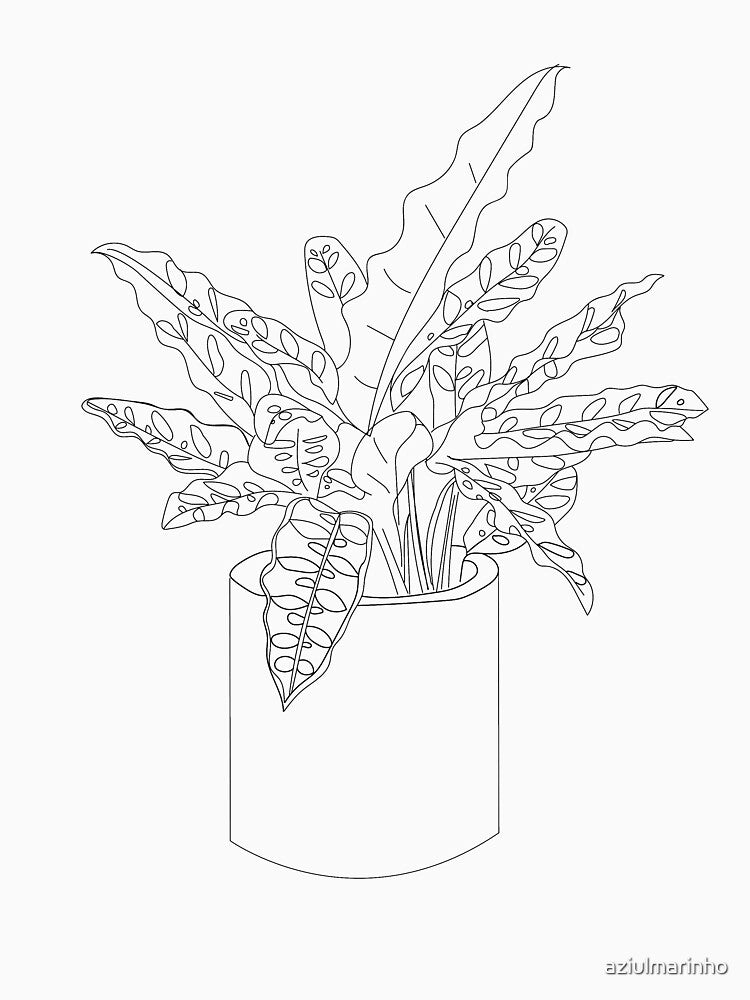 Rattlesnake Plant Calathea lancifolia by aziulmarinho
