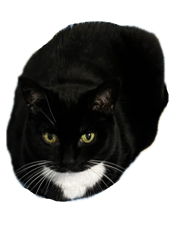 cute cat loaf black white tuxedo cat funny by UchihaIndustry